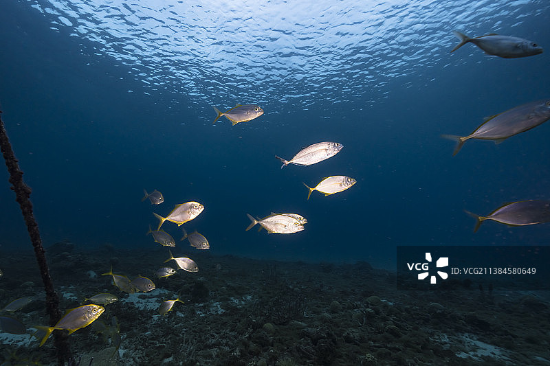 女人在海中水肺潜水图片素材
