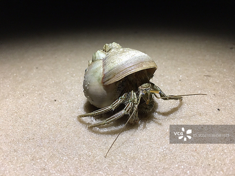 美国沙滩上的蜗牛特写图片素材