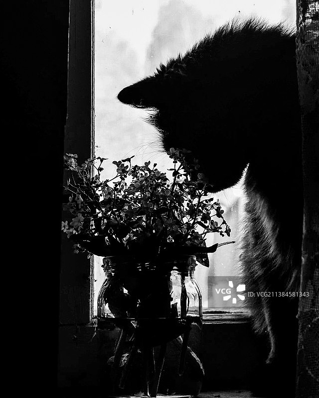 拉脱维亚，家里的窗边植物的轮廓图片素材