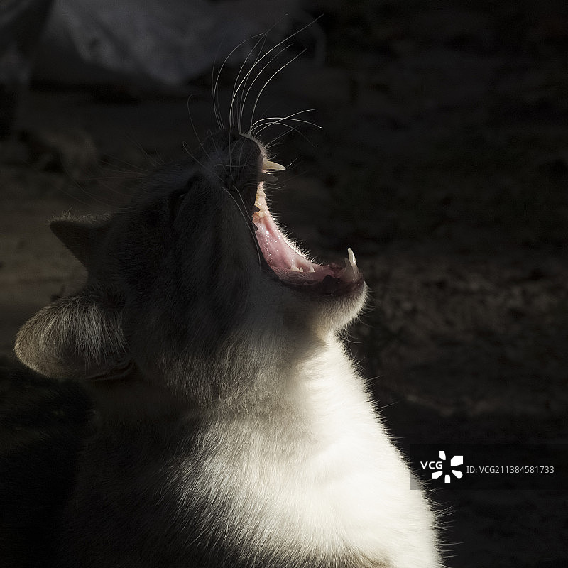 猫咪打哈欠的特写图片素材