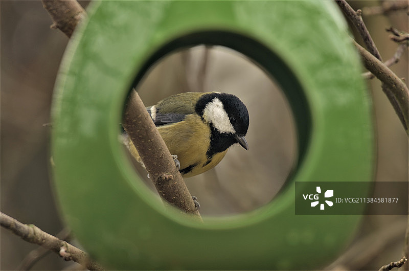 栖息在树枝上的大山雀特写，比利时韦尔维克图片素材