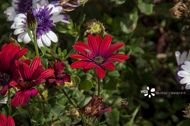 红色植物特写，意大利图片素材