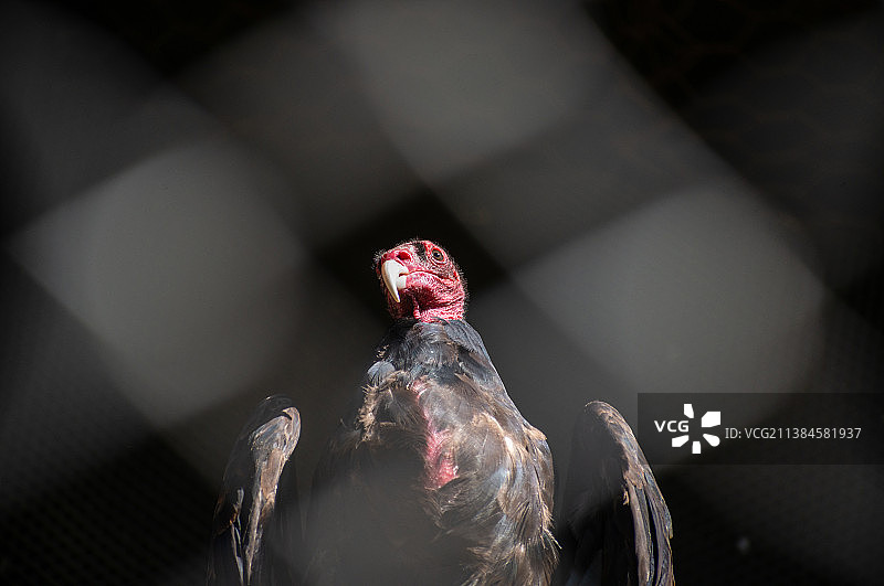 红头美洲鹫，桌上的水瓶特写图片素材