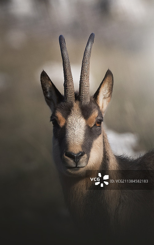 鹿的特写肖像，意大利阿布鲁佐图片素材