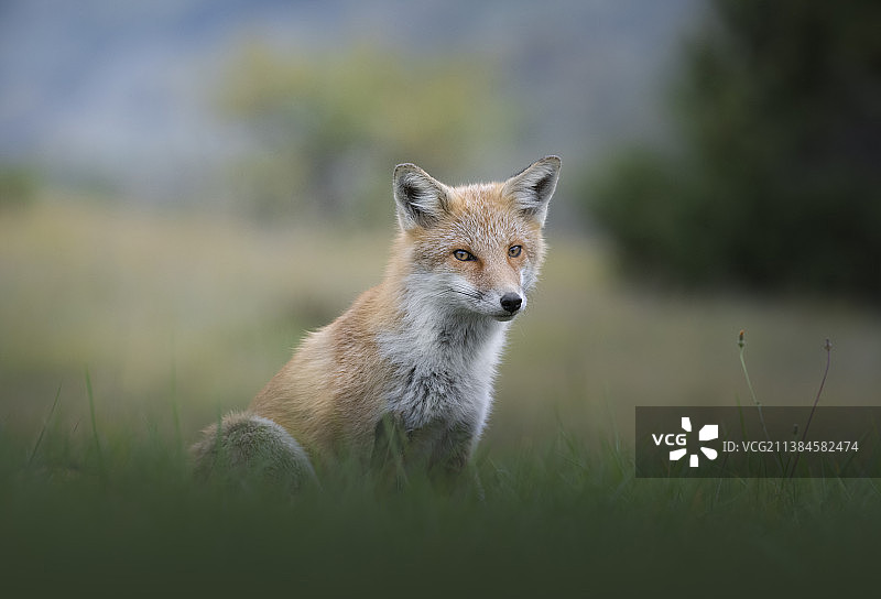 我的朋友，田野上的红狐肖像，意大利阿布鲁佐图片素材