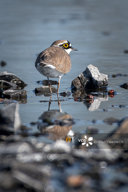 海滩岸边栖息的小环颈鸻特写图片素材