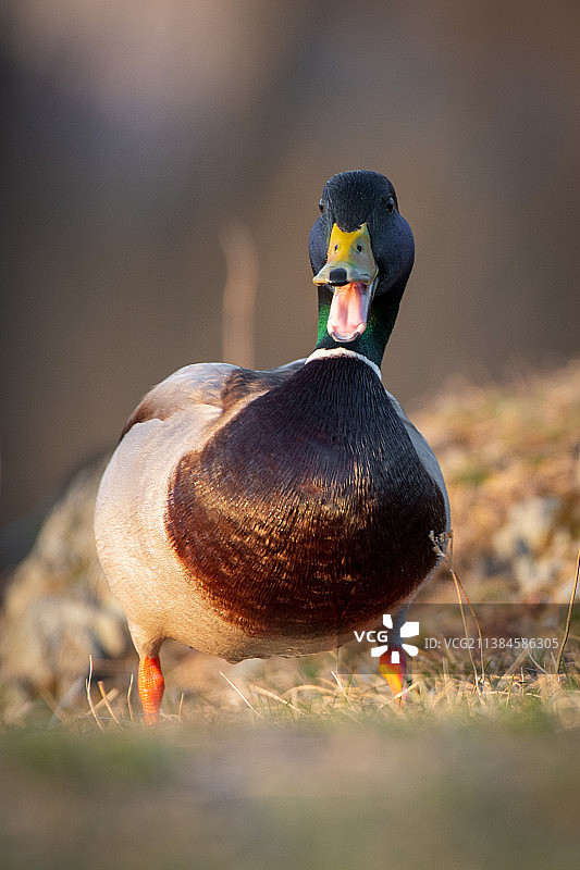 生气的鸭子，野鸭在田野上的特写图片素材