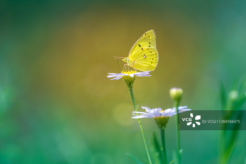 蝴蝶：蝴蝶在花朵上授粉的特写图片素材