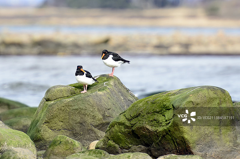 栖息在岩石上的鸟儿特写，瑞典图片素材