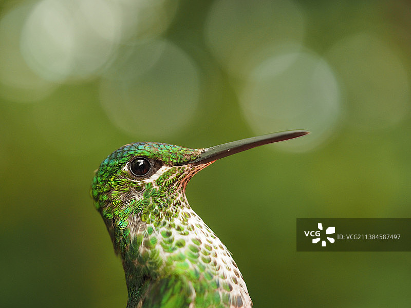 绿色蜂鸟户外飞行微距特写图片素材