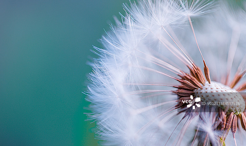 法国模糊背景下的蒲公英特写图片素材