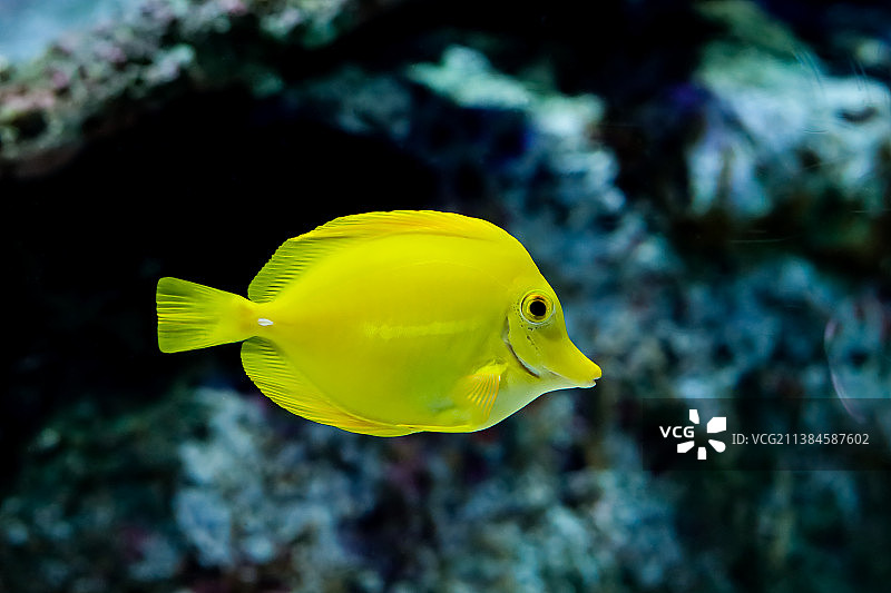 热带咸水黄吊在海中游泳的特写图片素材