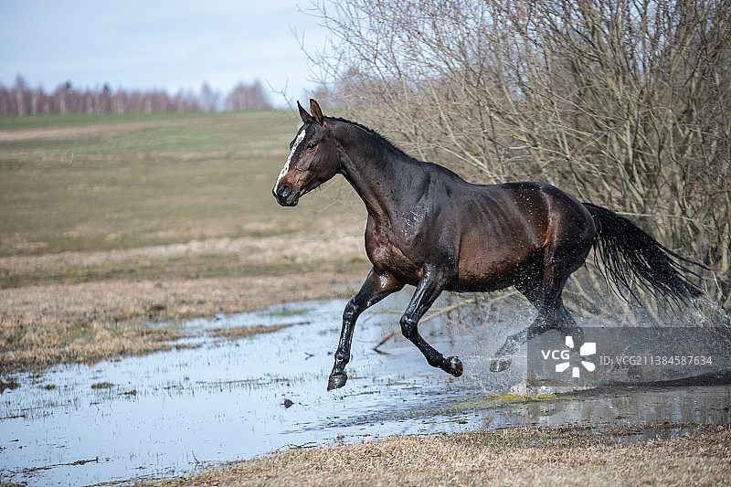 纯种马在田野上奔跑的侧面图片素材