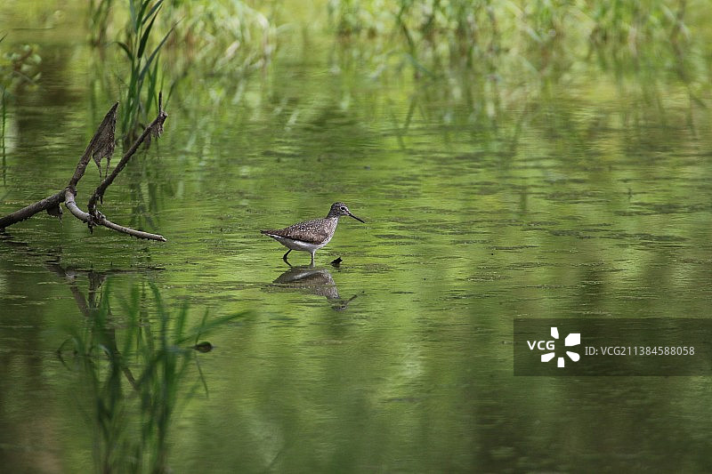 鸟与野生昆虫图片素材