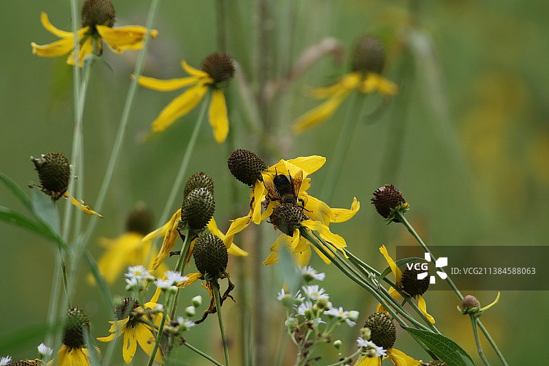 鸟与野生昆虫图片素材