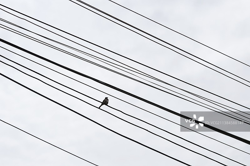 低角度拍摄栖息在电缆上的鸟群图片素材