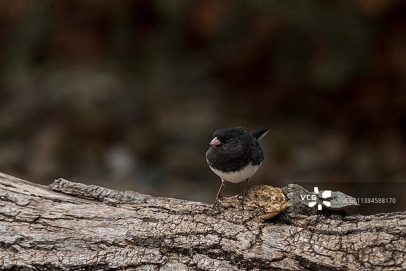 栖息在树上的暗眼灯草鹀特写图片素材
