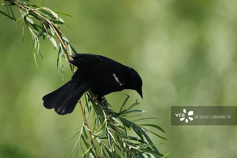 鸟与野生昆虫图片素材