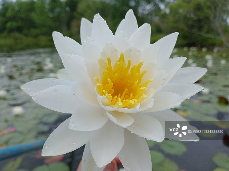 白色睡莲特写图片素材