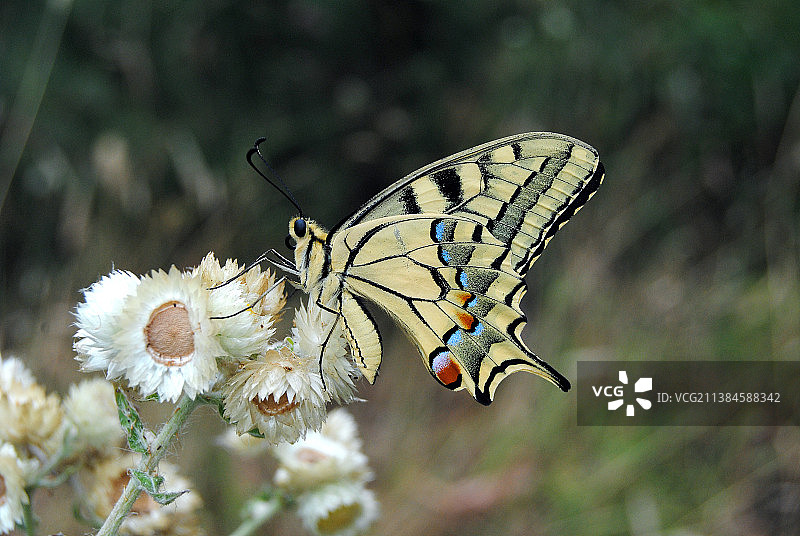 蝴蝶在花上授粉的特写图片素材