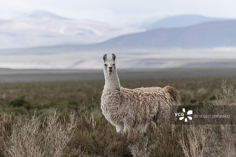 阿根廷萨尔塔省伊鲁亚的田野里的一只绵羊图片素材