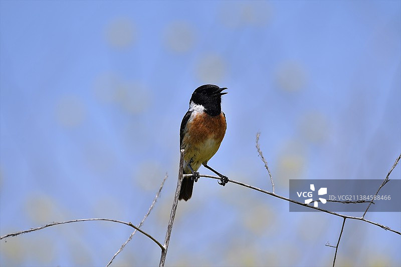 低角度拍摄的栖息在电缆上的鸣鹟，葡萄牙图片素材