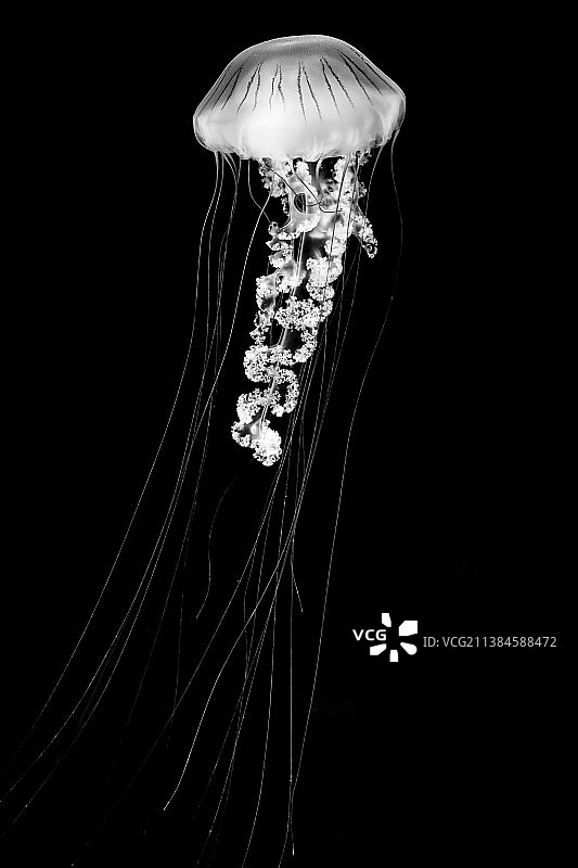 黑色背景下的水母特写图片素材