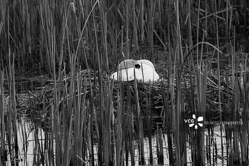 波兰湖边的植物特写图片素材