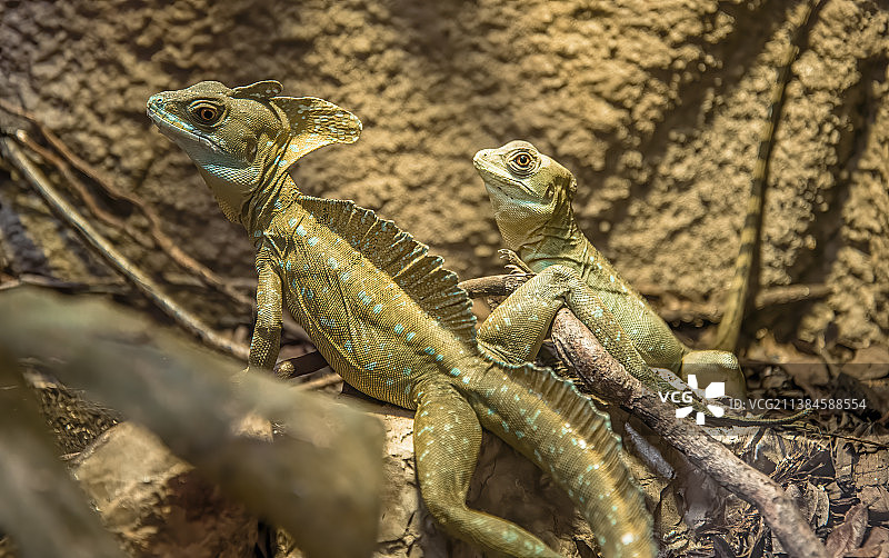岩石上的澳洲水龙特写图片素材