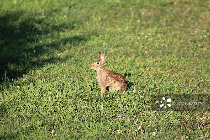 草地上松鼠的侧面照图片素材