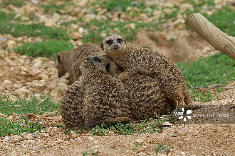 依偎的猫鼬，坐在田野上的猎豹特写图片素材