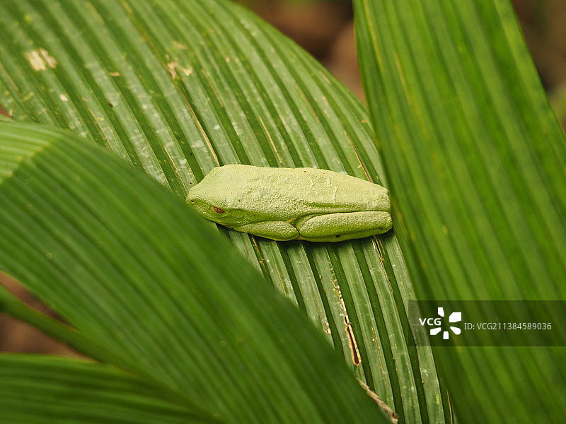 绿蛙与香蕉叶特写图片素材