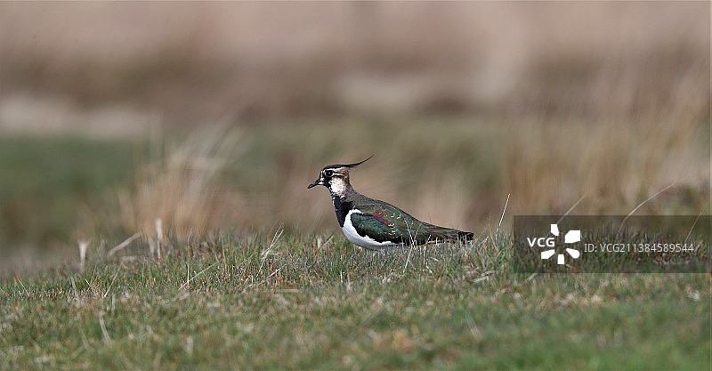 鸻科鸟类栖息在草地上的特写，北约克沼泽国家公园，英国图片素材