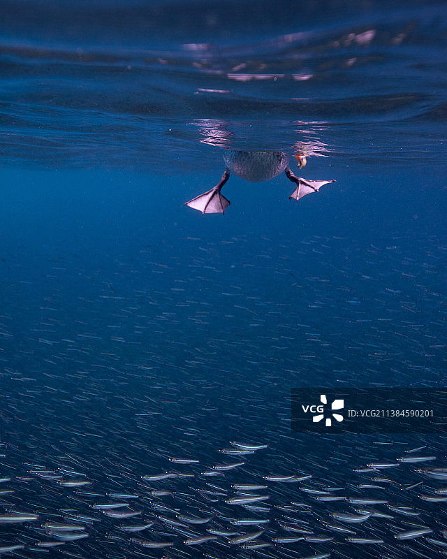 在海里游泳的人图片素材