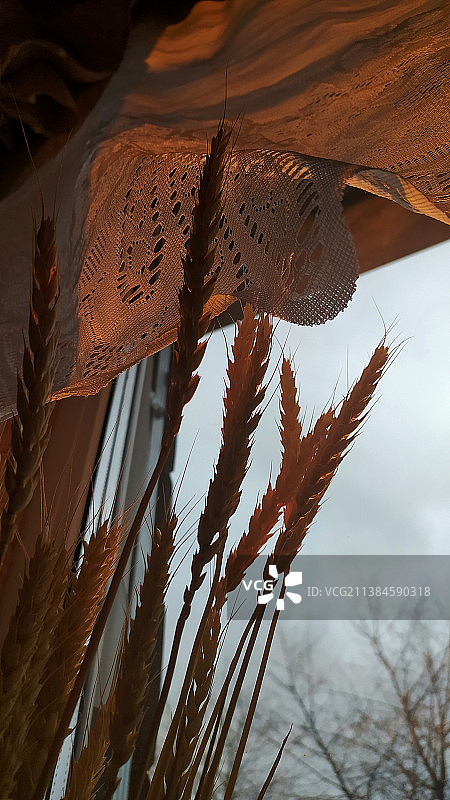 阳光照耀下的麦穗，白俄罗斯图片素材