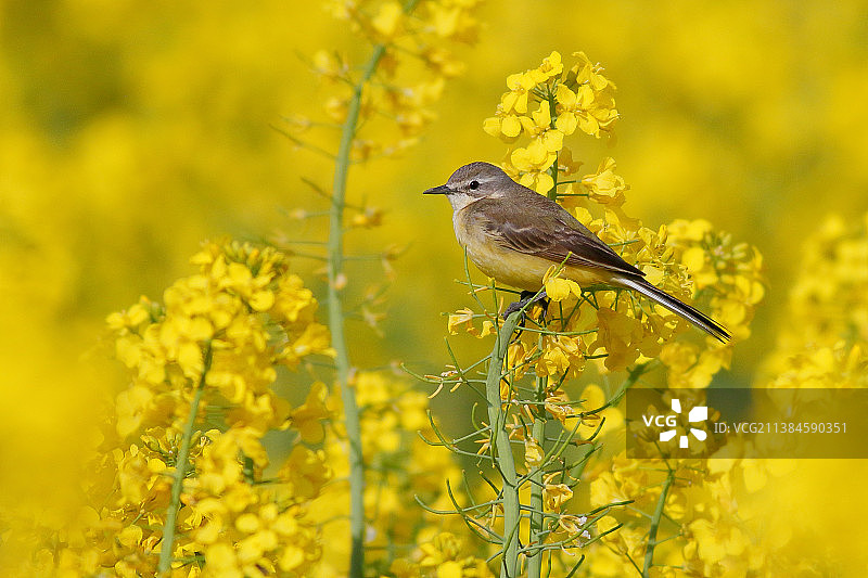 田野中黄色开花植物特写图片素材