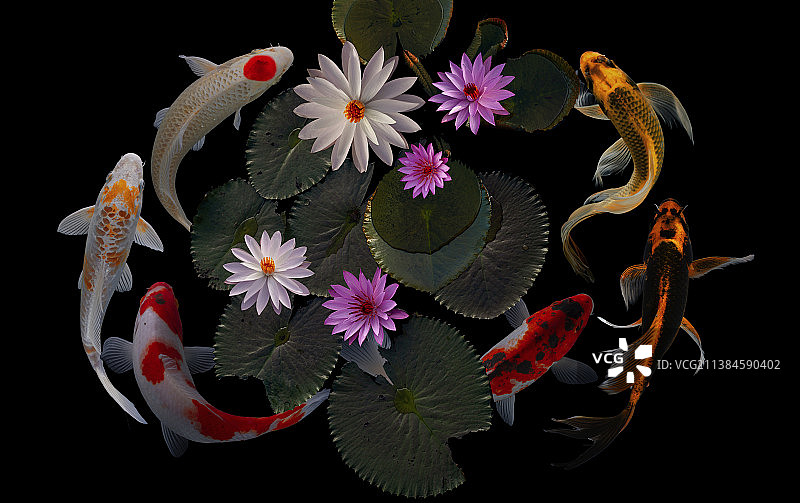 锦鲤、荷花和荷叶，印度尼西亚玛琅图片素材
