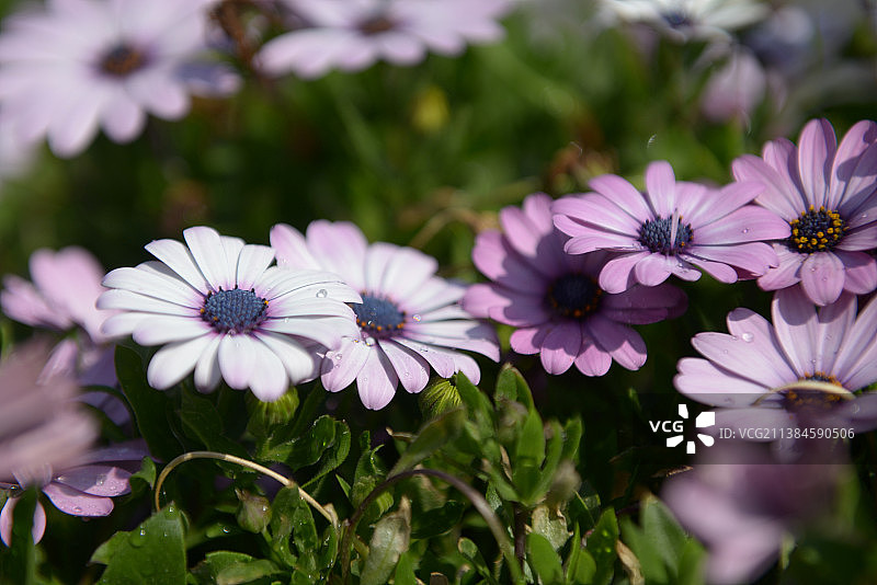 紫色花朵的特写图片素材