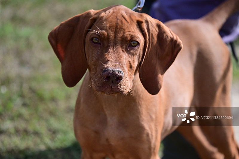 维兹拉犬站在田野上特写图片素材