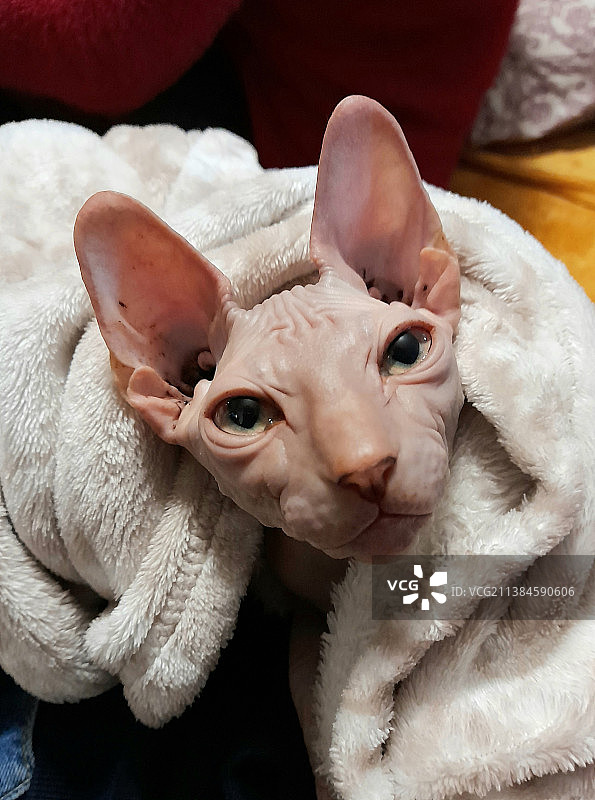 猫咪在家里的床上睡觉的特写图片素材