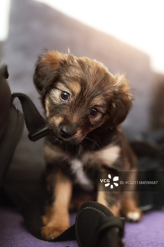 小狗在家坐在沙发上的特写图片素材