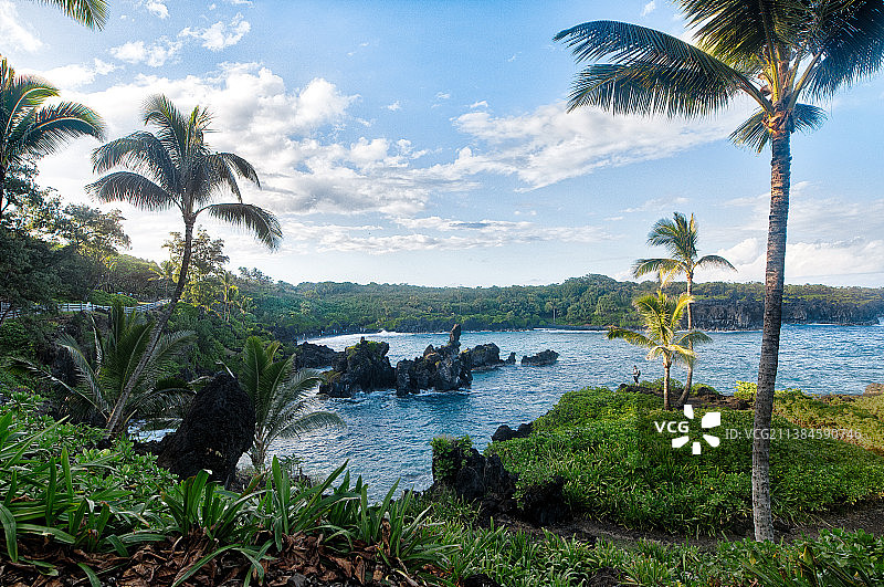 怀阿纳帕纳帕州立公园海边棕榈树景观图片素材