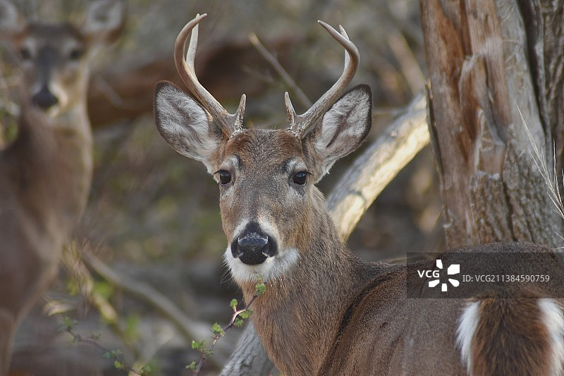 鹿，站在植物旁的白色鹿的肖像，美国马里兰州罗克维尔图片素材