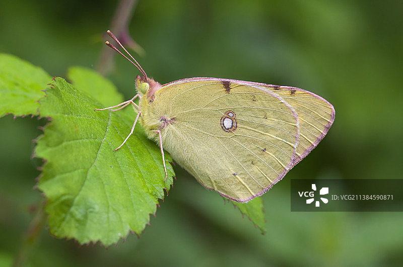 叶片上的蝴蝶特写图片素材
