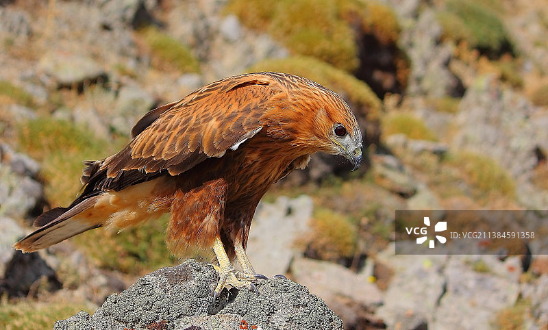特写：土耳其岩石上栖息的鹰图片素材