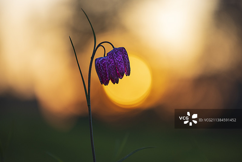 德国巴特奥恩豪森日落时分的紫色开花植物特写图片素材