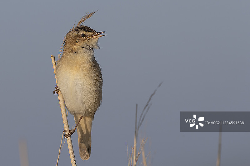 鸣禽栖息在树枝上的特写，荷兰图片素材