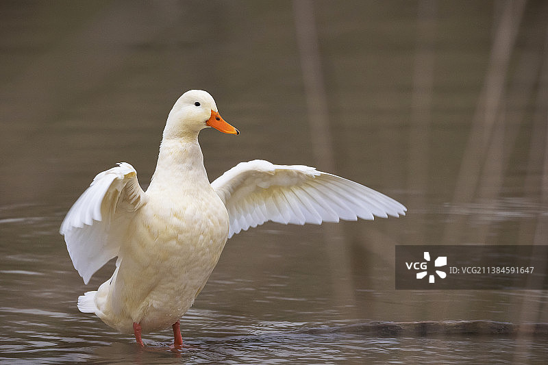 展开你的翅膀，栖息在湖上的鸭子特写图片素材
