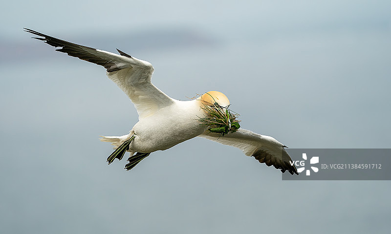 塘鹅繁殖季的开始，本普顿悬崖图片素材