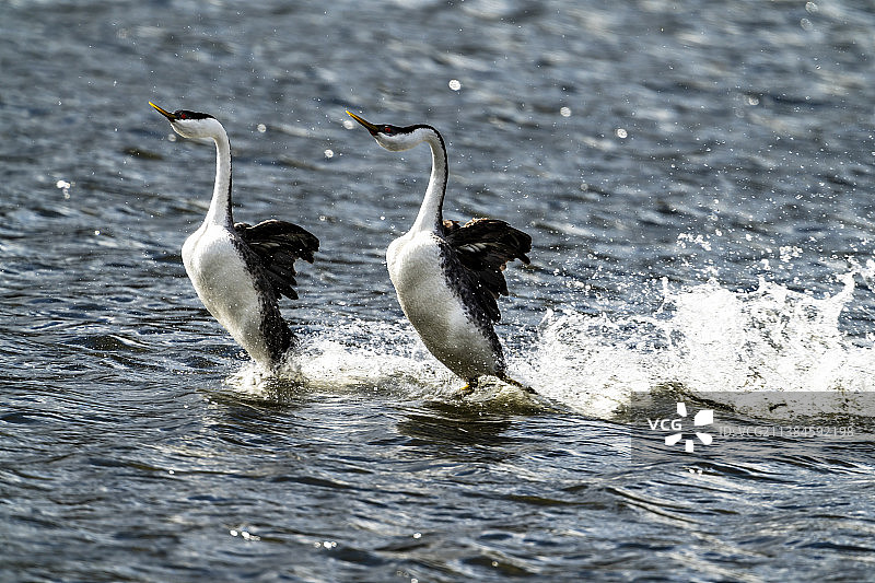 水上芭蕾 II，鸟类在湖中游泳的俯视图图片素材